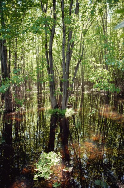 Photo Credit: Jupiterimages/Photos.com/Getty Images A tract of swamp tends to support impressive biodiversity.