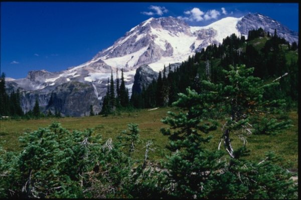 Sub-alpine meadow