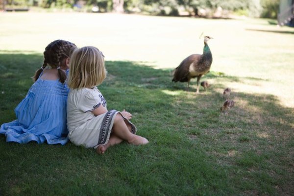 Peacock advocates say they enjoy being around people.