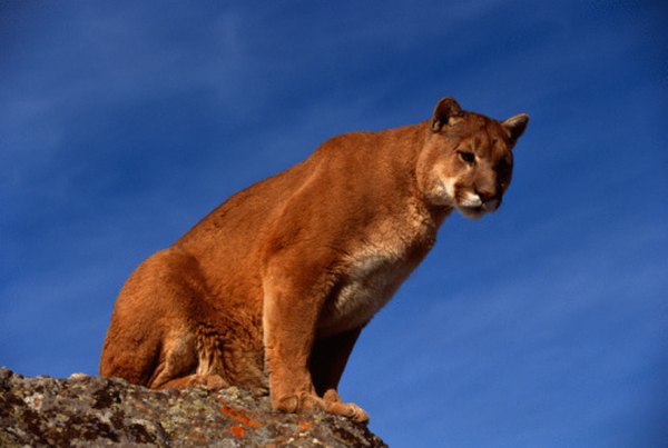 The Pacific Northwest mountain lion is one of California's largest predators.