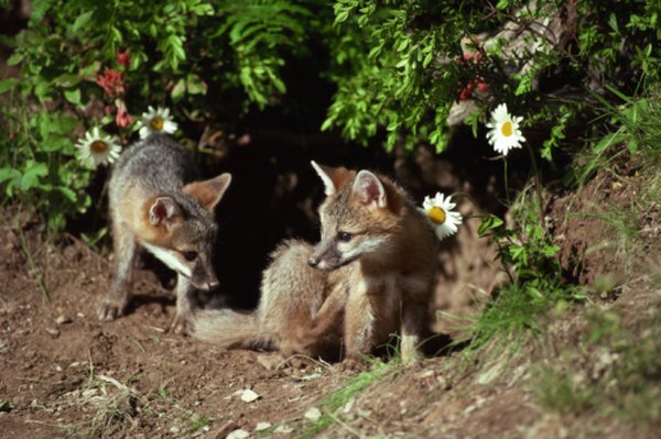 Gray fox kits outside their den.