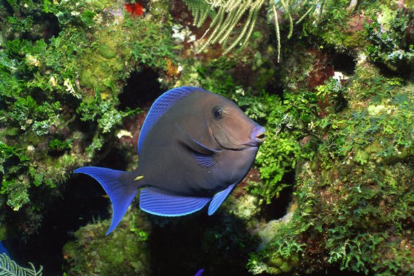 Herbivorous fish species typically find food and shelter around coral reefs.