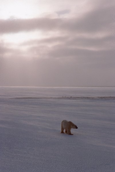 The Arctic polar bear is the largest mammal in the cold desert.