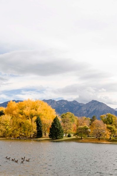 Ponds and lakes host a variety of diverse plant and animal species.