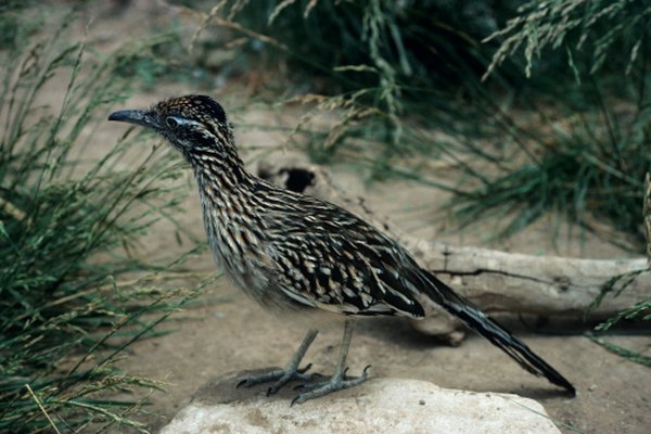 Photo Credit: Tom Brakefield/Stockbyte/Getty Images The greater roadrunner is one of the only animals that will attack rattlesnakes.
