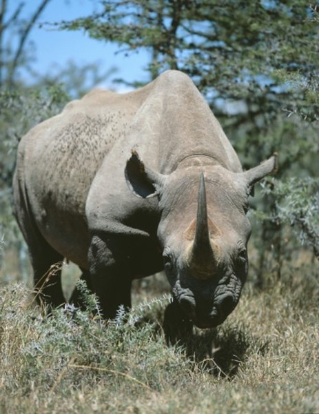 Javan rhinos are extremely rare and known for their single horn.