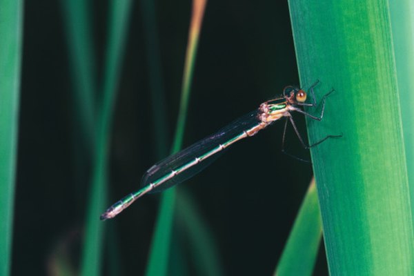 The abdomen has 10 segments.