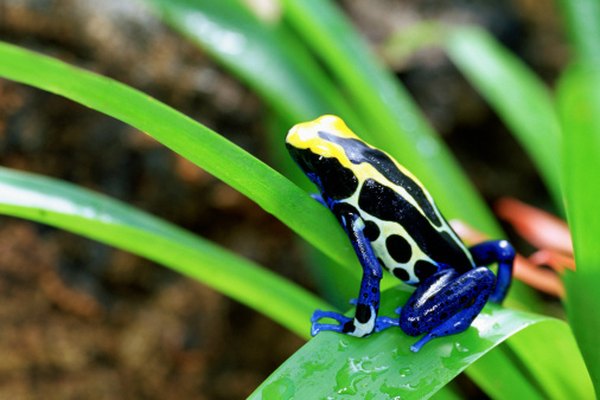 One poison arrow frog could kill 100 humans.