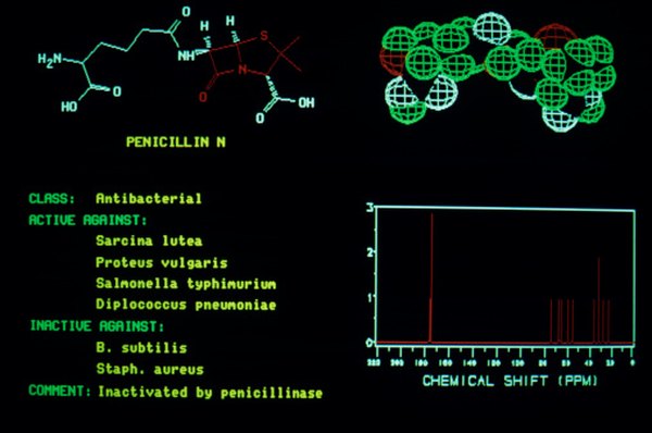The antibiotic penicillin works by interfering with a bacterium's ability to maintain its cell wall.