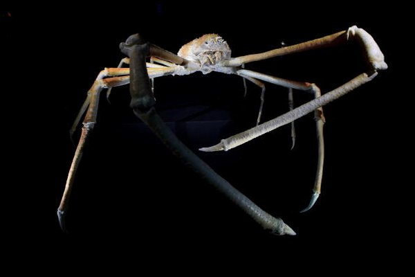 This sea spider can often be found picking at fallen detritus at the bottom of the ocean.