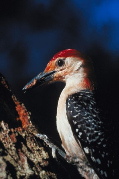 Several kinds of woodpeckers eat pine cone seeds.