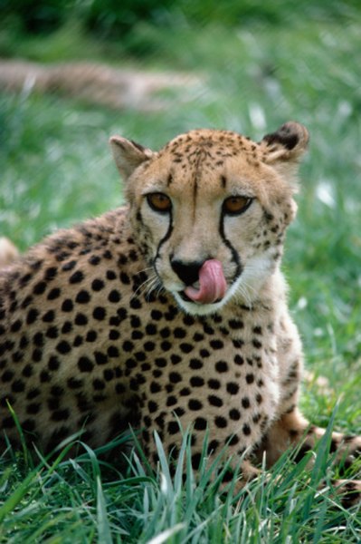 Cheetahs hunt for less than 60 seconds.