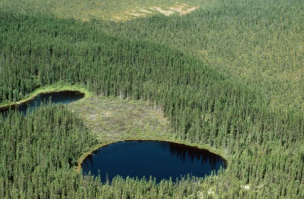 Ponds are small enough to fit in a picture.