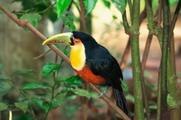 Like many rainforest creatures, the Toucan is brightly colored and lives on fruits.