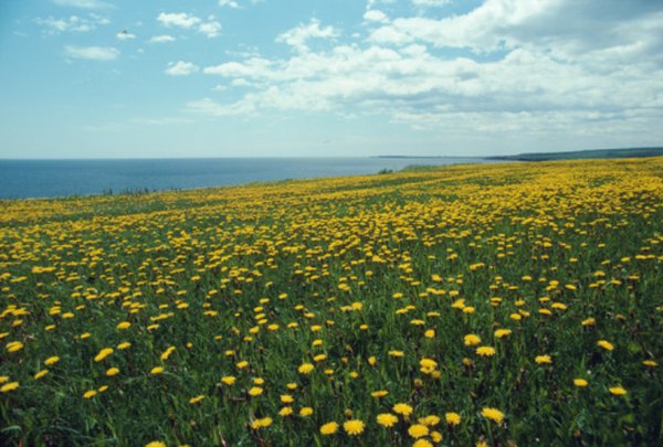 Dandelions are a favorite of partridges.