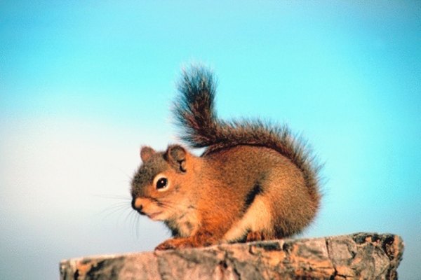 Red squirrels feed on seeds and other plant materials in coniferous forests.