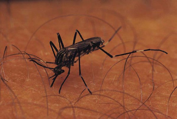 Mosquitoes spread malaria by injecting parasitic sporozoa into the bloodstream.