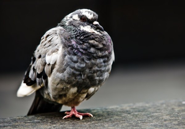 The Feral Rock pigeon is often seen on city streets.