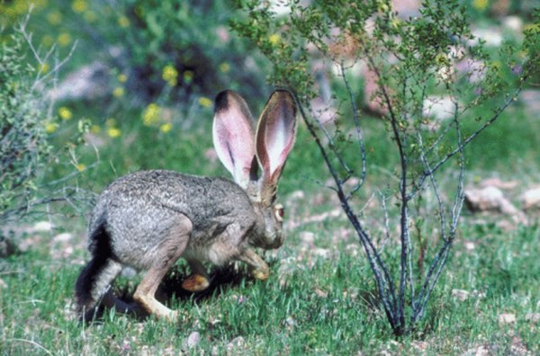 Many types of predators may compete over the meal a rabbit provides.