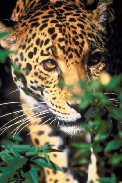 The jaguar is a predator of the South American tropical rainforest.