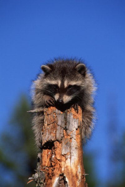 Raccoons like to live near ponds.