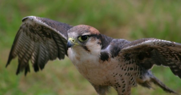 The hawk and other birds of prey often dine on iguanas.