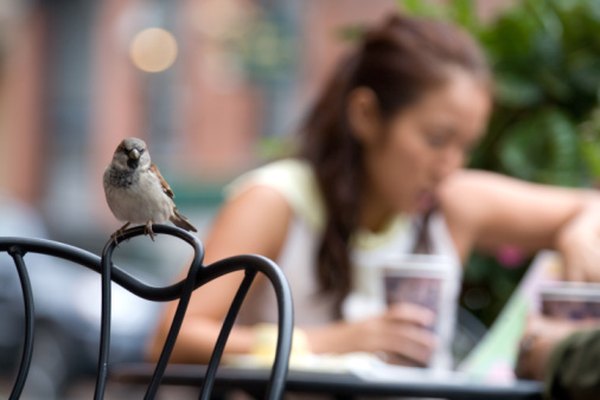 Sparrows and finches are common North American birds