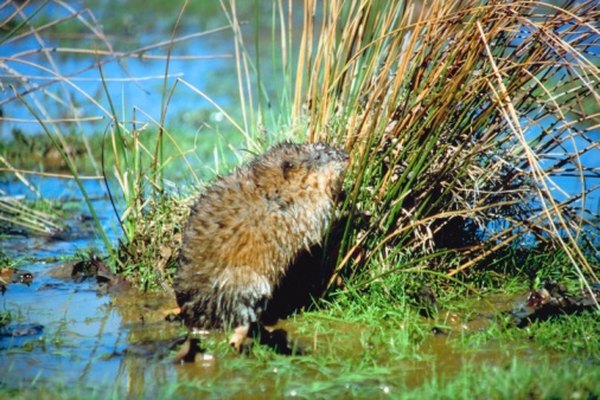 Muskrats live in slow-moving waters throughout Ohio.