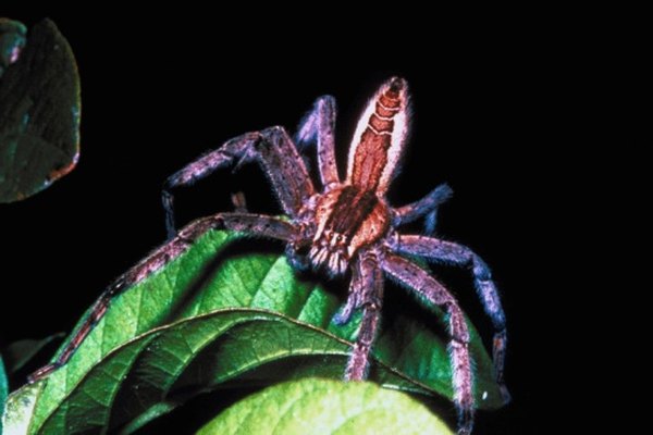 Wolf spiders have long legs.