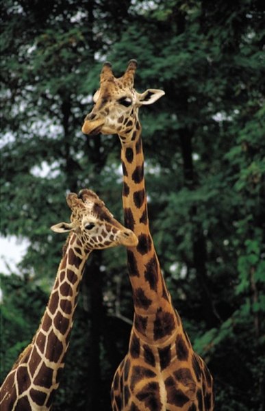 The giraffe's long neck evolved to allow it access to other food sources.
