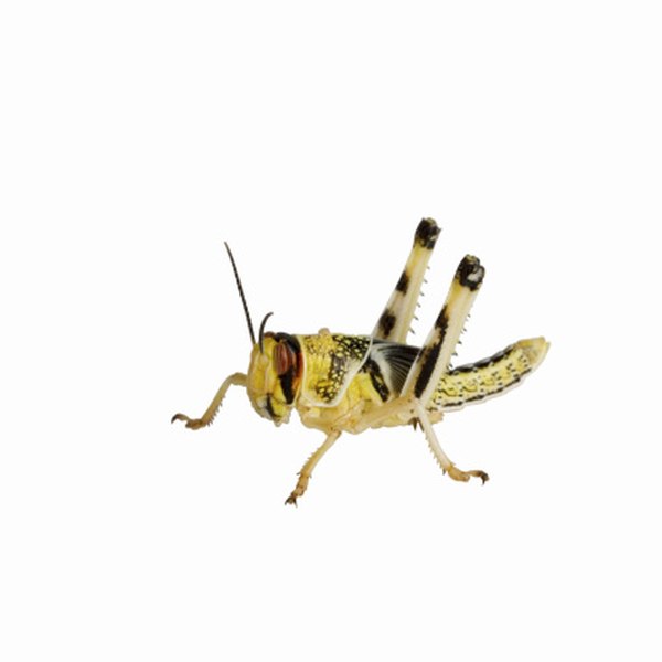 Locusts can devastate crops, causing nightmares for farmers.