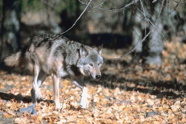 A wolf's fur affords him camouflage.