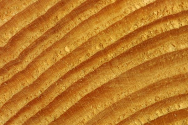 Trees form new xylem each year, and the old xylem creates tree rings.