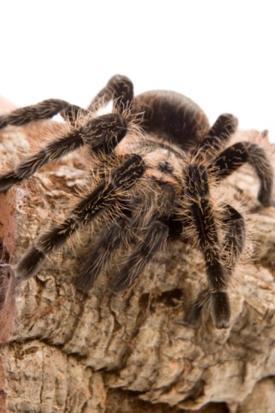 Tarantulas are typically docile creatures.