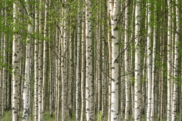 Birch forests are found in warmer areas of the taiga.