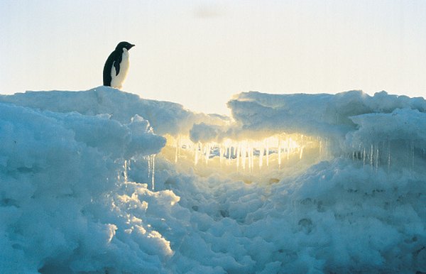 Antarctica is largely covered by ice, yet still supports life.