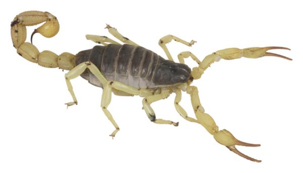 More than 80 species of scorpions live in the United States.