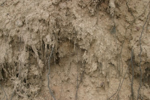 Demonstrate how roots reinforce soil against erosion.