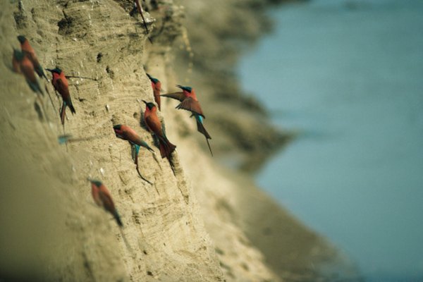 These birds build their nests in the face of a cliff.