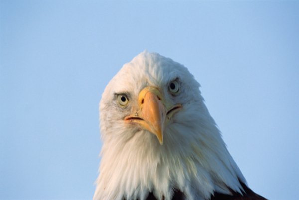 Photo Credit: Jupiterimages/Photos.com/Getty Images Bald eagles reside in deciduous forests.
