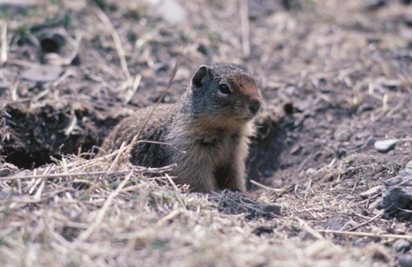 Gophers, moles and chipmunks can live in burrows.