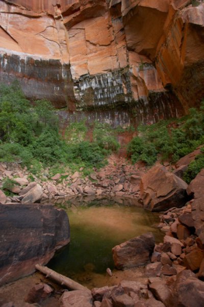 A desert oasis is an ecosystem within an ecosystem.