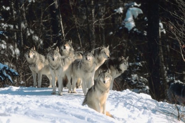 A pack of gray wolves awaits a winter meal.