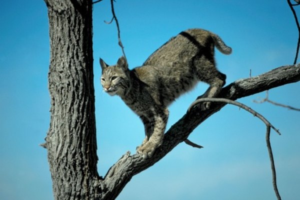 Bobcats are adept tree climbers.