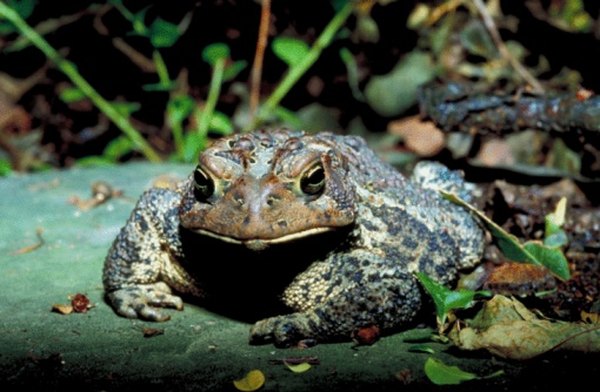 A toad has bumpy warts covering its body.