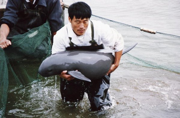 Photo Credit: China Photos/Getty Images News/Getty Images Because it is a fresh-water species, the Chinese river dolphin has nowhere to go to escape the pollution and development along the Yangtze River.