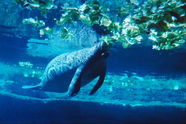 Manatees are known for their large size and gentle disposition.