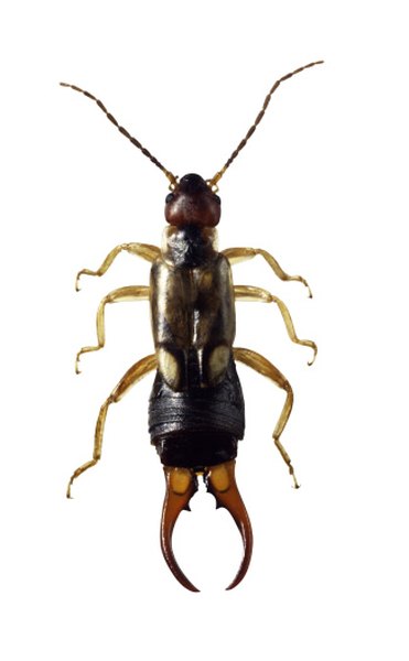The cerci, or pincers, of male earwigs curve inward toward one another.