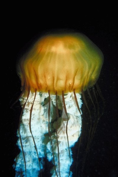 Jellyfish are animals that lack a backbone.