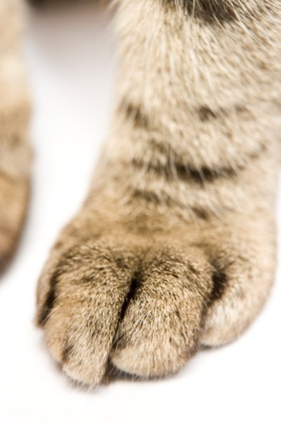 A cat's retractable claws will almost never show up in paw prints or tracks.